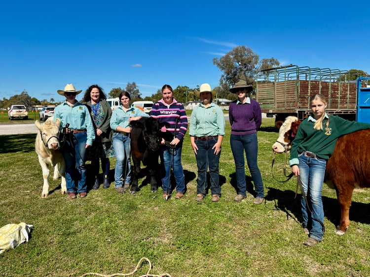 Photograph of students with cattle standing on grassed area under blue skies at the Wee Waa Show
